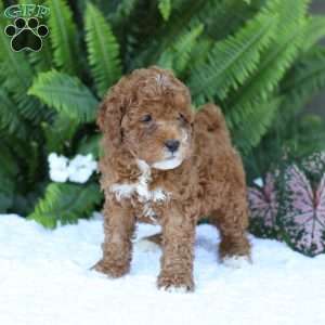 Dallas, Mini Goldendoodle Puppy